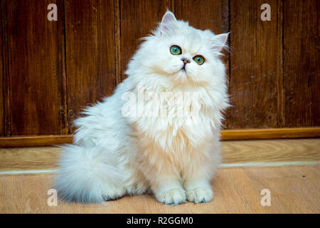 Flauschige langhaarige Briten cat Silber Farbe mit grünen Augen sitzt und schaut in die Kamera Stockfoto