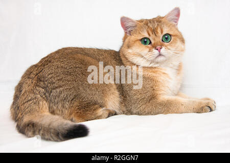 Eine große britische Katze getickt der goldenen Farbe mit großen grünen Augen und flauschigen Schwanz liegt auf einem hellen Hintergrund und sieht in die Kamera. Der Name der Katze Stockfoto