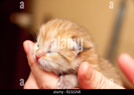 Der Kopf einer kleinen neugeborenen Golden Kitten mit Augen, die noch nicht nach der Geburt und eine rosa Nase liegt in der Hand des Eigentümers geöffnet haben, ein Foto von einem n Stockfoto