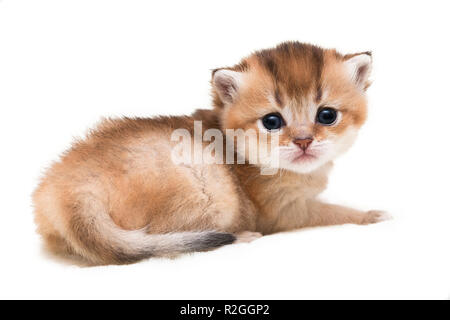 Sehr niedliches kleines Golden getickt Britische Katze schaut in die Kamera lag auf einem weißen Hintergrund isoliert, schneiden Sie eine kleine britische Kätzchen aus einem Weißen Stockfoto