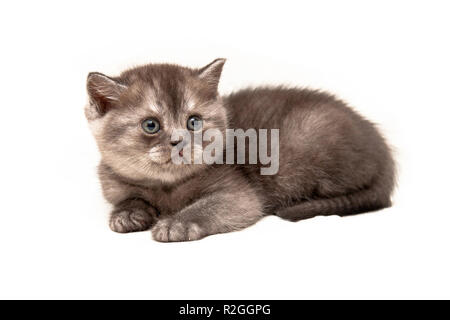 Die kleinen schwarzen Rauch Kätzchen Britische liegt auf einem isolierten weißen Hintergrund Stockfoto