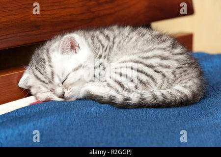 Schwarz und Weiß tabby British Kätzchen schläft und träumt Süß eingerollt auf der Couch Stockfoto
