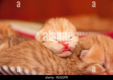 Der Kopf eines sehr kleinen Neugeborenen Golden Britisch Kitten mit ungeöffnete Augen nach der Geburt, eine rosa Nase und eine hervorstehende Spitze der Zunge liegt auf dem Rücken Stockfoto