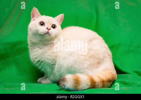 Goldene Farbe Punkt britische Katze mit blauen Augen und einem gestreiften flauschigen Schwanz sitzt auf einem grünen Hintergrund Stockfoto