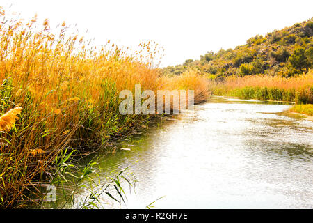 Kleiner Fluss im Feuchtgebiet Marjal Pego-Oliva Naturpark Stockfoto