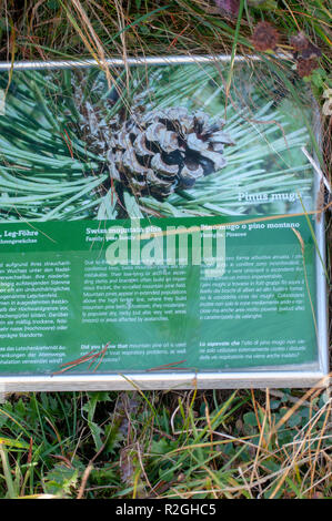 Swiss Mountain Pine (Pinus mugo) bekannt als schleichende Kiefer, Zwerg mountainpine, mugo Pine Mountain Pine oder Gestrüpp mountain pine ist eine Pflanzenart aus der Gattung der Nadelbaum, Stockfoto