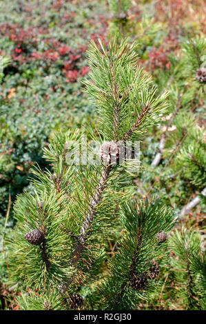 Swiss Mountain Pine (Pinus mugo) bekannt als schleichende Kiefer, Zwerg mountainpine, mugo Pine Mountain Pine oder Gestrüpp mountain pine ist eine Pflanzenart aus der Gattung der Nadelbaum, Stockfoto