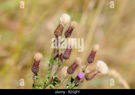 Wiese Thistle (Cirsium dissectum) auf Elfer, Stubaital, Tirol, Österreich im September fotografiert. Stockfoto