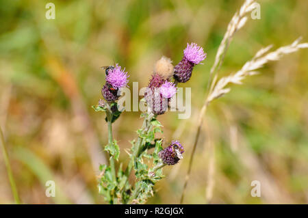 Wiese Thistle (Cirsium dissectum) auf Elfer, Stubaital, Tirol, Österreich im September fotografiert. Stockfoto