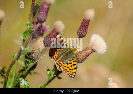 Dunkelgrün Fritillaryschmetterling (ceriagrion Doris). Auf einer Wiese Thistle (Cirsium dissectum) fotografiert auf Elfer, Stubaital, Tirol, Austr Stockfoto