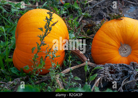 In der Nähe von Reifen orang Kürbisse in Kürbis Feld. Kürbisse (Cucurbita sp.) wächst in einem Feld. Diese Pflanzen produzieren große essbare Früchte. Fotografiert. Stockfoto