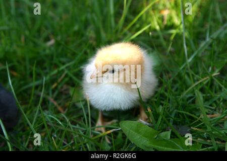 Frisch geschlüpfte Stockfoto