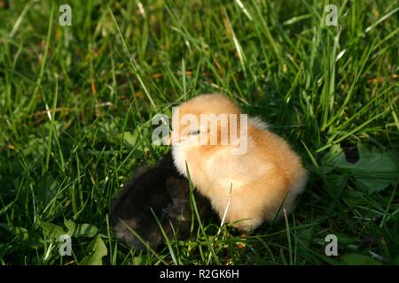 Frisch geschlüpft Stockfoto