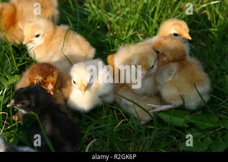 Frisch geschlüpft Stockfoto