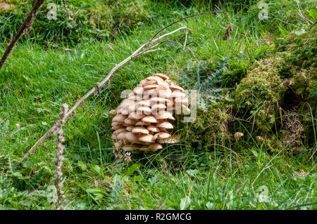 Cluster von Pilzen auf dem Waldboden, fotografiert im Stubaital, Tirol, Österreich Stockfoto