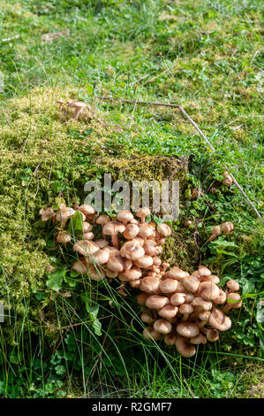 Cluster von Pilzen auf dem Waldboden, fotografiert im Stubaital, Tirol, Österreich Stockfoto