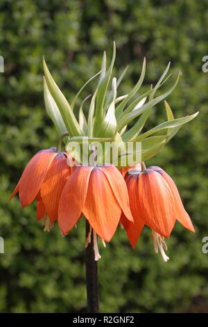 Kaiserkrone Stockfoto