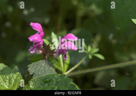 Lamium maculatum Stockfoto