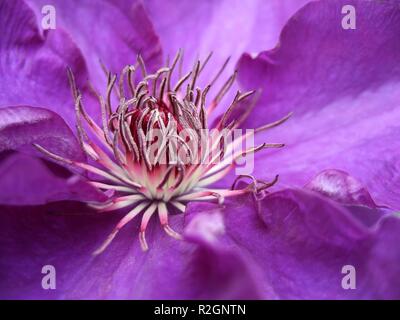 Clematis Stockfoto