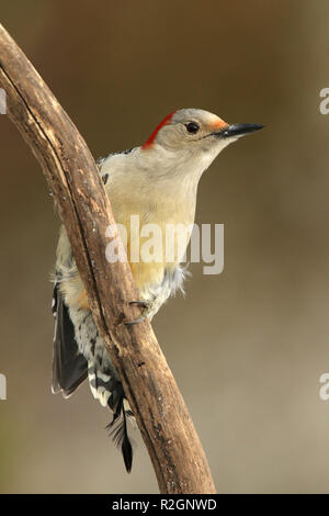 Red-Bellied Specht thront auf Zweig Stockfoto