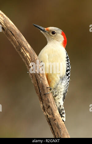 Red-Bellied Specht thront auf Zweig Stockfoto