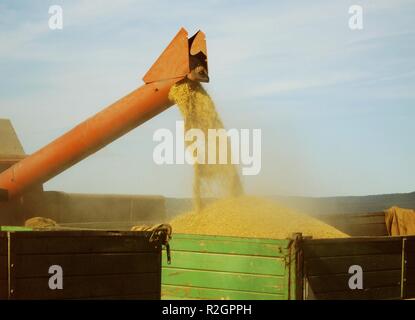 Getreideernte Stockfoto