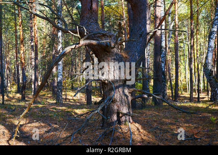 Baum mit trockenen Zweigen in einem dichten Pinienwald hautnah. Forest Conservation Area. Naturpark. Stockfoto