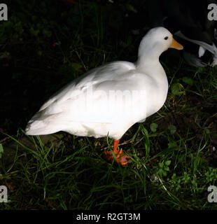 Weiße Ente Stockfoto