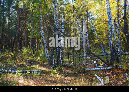 Dick grün belaubten Birke Wald mit umgestürzten Bäumen an einem sonnigen Tag. Forest Conservation Area. Naturpark. Stockfoto