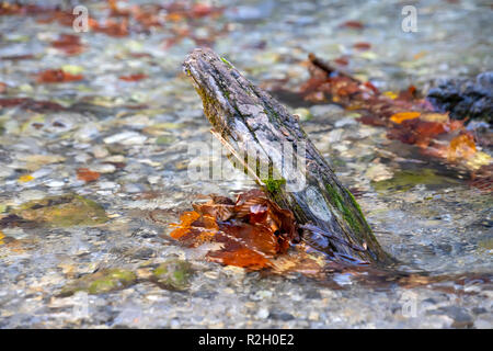 Abgebrochen Ast bedeckt mit Moos im Wasser eines Stromes mit braunen Herbst Laub in der Nähe. Litochoro. Griechenland Stockfoto