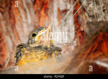 Baby bird nach oben Suchen warten auf Mama Essen zu bringen. Rufous-bellied Soor. Turdus Rufiventris; Sabia Laranjeira. Stockfoto