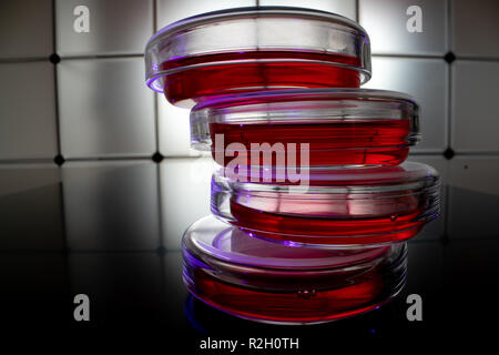 Glas Petrischalen mit Blutproben im Labor Stockfoto