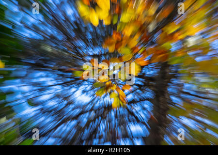 Zusammenfassung Hintergrund mit Motiven von Herbst Laub gegen den blauen Himmel Stockfoto