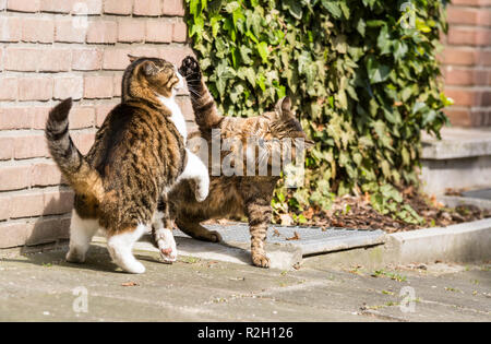 Zwei Katzen kämpfen vor einer Tür Stockfoto