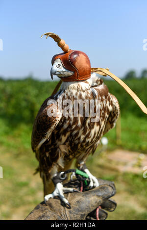 Hawk Bird, Accipiter gentilis gehockt, Porträt eines Vogels mit einer Kopfbedeckung. Stockfoto