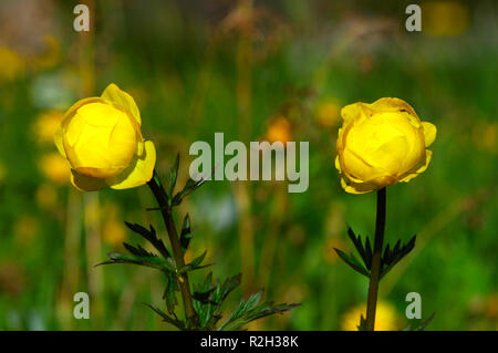 globeflower Stockfoto