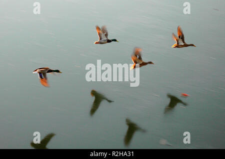 Formationsflug Stockfoto