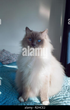 Portrait von Ragdoll Katze sitzt auf dem Bett Stockfoto