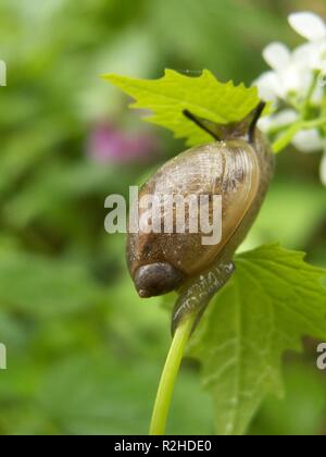 Bernstein Schnecke Stockfoto