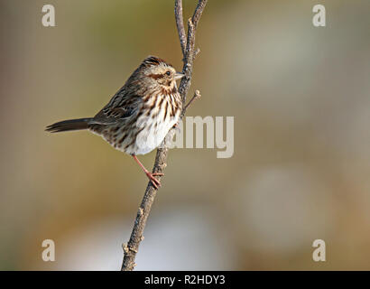 Song sparrow thront auf Zweig Stockfoto