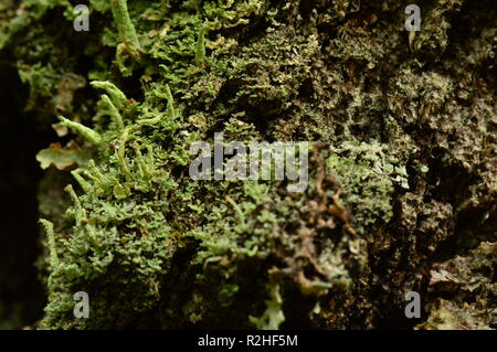 Rinde Textur einer alten Birke mit Flechten mit Schattierungen der Farbe Natur Hintergrund überwachsen Stockfoto