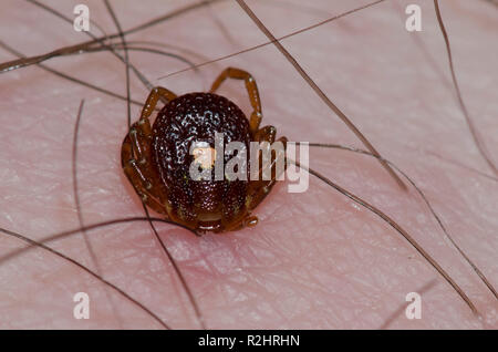 Lone Star Tick, Amblyomma americanum, weiblichen auf die menschliche Haut befestigt Stockfoto