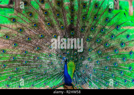 Indian Peacock, National Bird of India Stockfoto