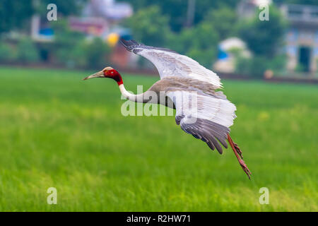 Stilicho Kran Stockfoto