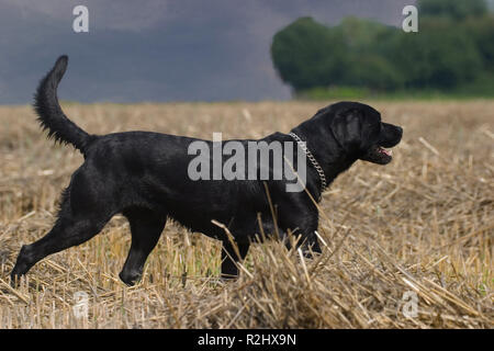 schwarzer Hund Stockfoto