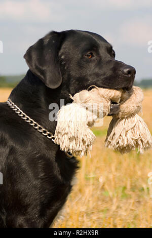 Schwarzer Hund mit Spiel Seil Stockfoto