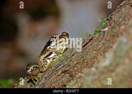 Kleine Kröte auf Baumstamm Stockfoto