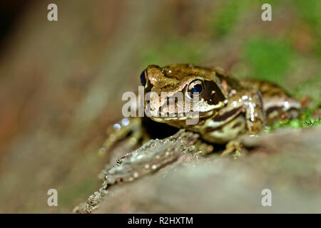 Kleine Kröte auf Baumstamm ii. Stockfoto