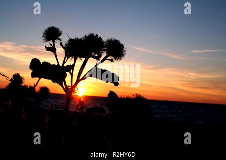 Unkraut in der Abendsonne Stockfoto