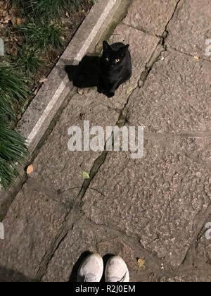 Die Füße der Frau steht neben eine schwarze Katze auf der Straße, Neu Delhi, Indien Stockfoto